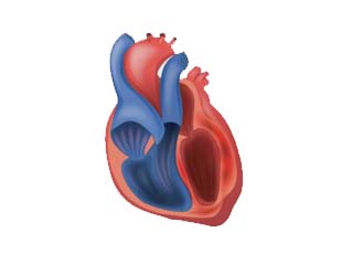 Cardiology disease