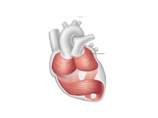 Cardiology disease